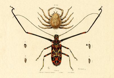 Harlequin Beetle by French School